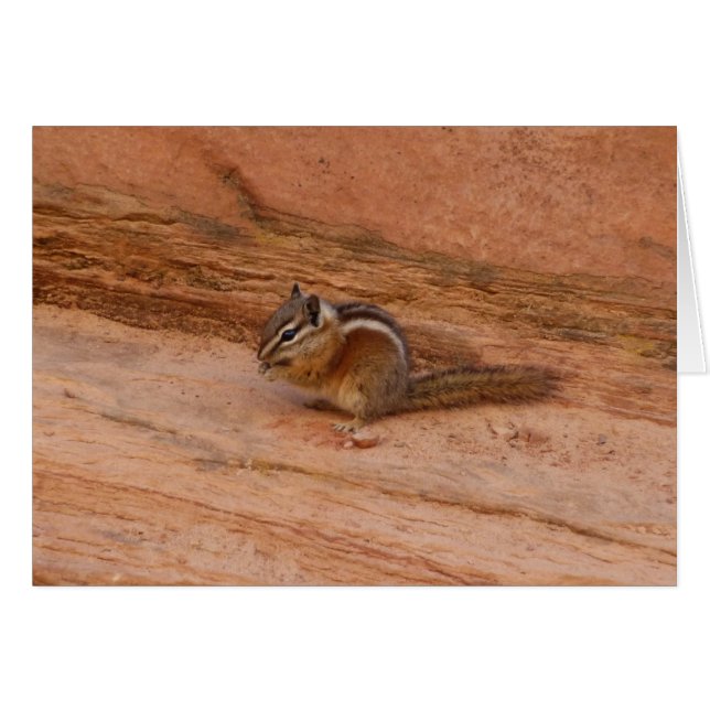 Zion Chipmunk on Red Rocks (Front Horizontal)