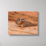 Zion Chipmunk on Red Rocks Canvas Print