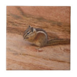 Zion Chipmunk on Red Rocks Ceramic Tile