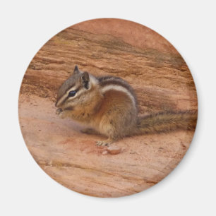 Zion Chipmunk on Red Rocks Magnet