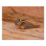 Zion Chipmunk on Red Rocks Photo Print