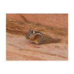 Zion Chipmunk on Red Rocks Postcard