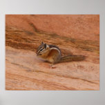 Zion Chipmunk on Red Rocks Poster