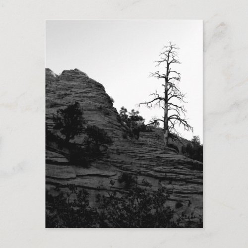 Zion National Park Lone Tree Black White Postcard