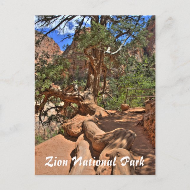 Zion National Park, Utah Postcard (Front)