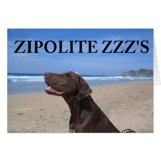 ZIPOLITE ZZZ'S CARDS (Front Horizontal)