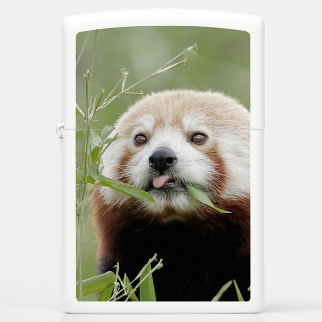 Zippo Lighter Photo red panda , animals 0615. (Front)