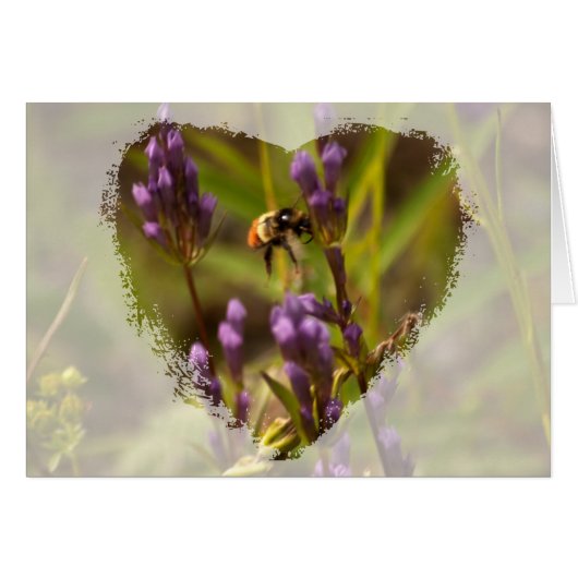 Zippy Bee; No Text Cards (Front Horizontal)