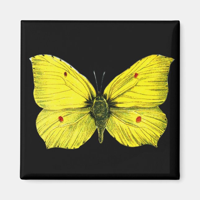 Zitronenfalter Magnet (Front)