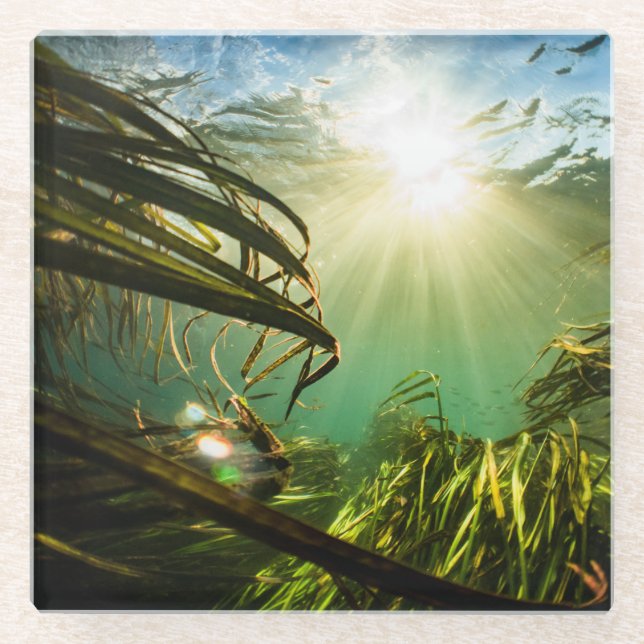 Zizania Texana Glass Coaster (Front)