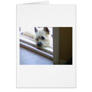 Zoe Cairn Terrier Cards