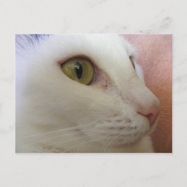 Zoe is thinking. postcard (Front)