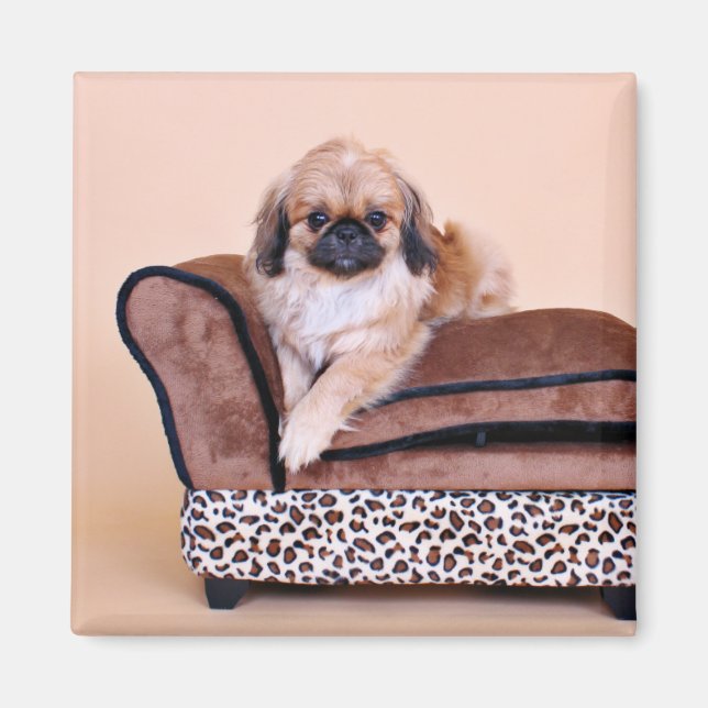 Zoe - Pekingese Magnet (Front)