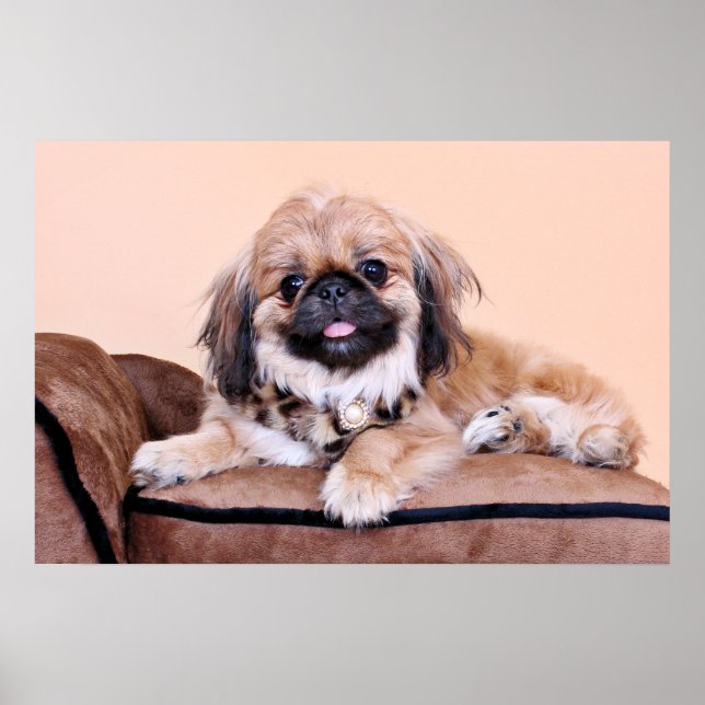 Zoe - Pekingese Poster (Front)