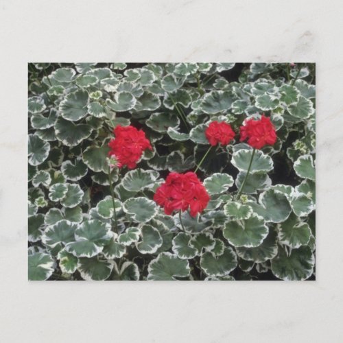 Zonal Geranium Pelargonium Hortorum flowers Postcard
