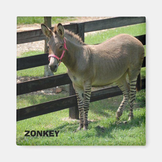 Zonkey name for part donkey and zebra magnet (Front)