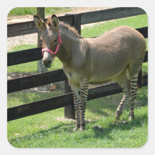 Zonkey name for part donkey and zebra square sticker