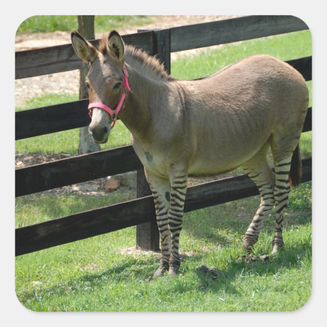 Zonkey name for part donkey and zebra square sticker (Front)