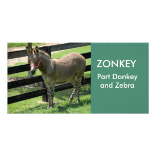 ZONKEY part Donkey and Zebra photocard Card