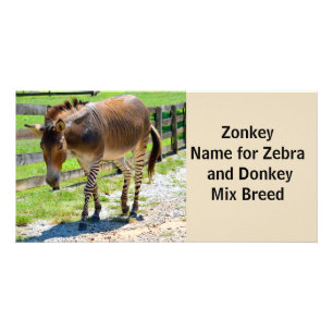 Zonkey part Zebra and Donkey Card