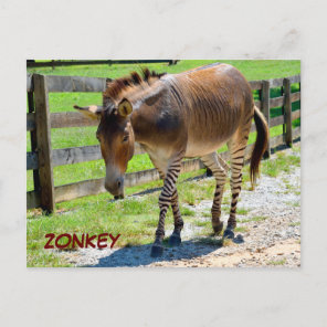 Zonkey part Zebra and Donkey Postcard