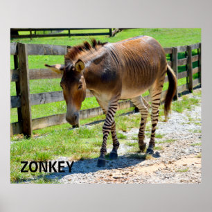 Zonkey part Zebra and Donkey Poster