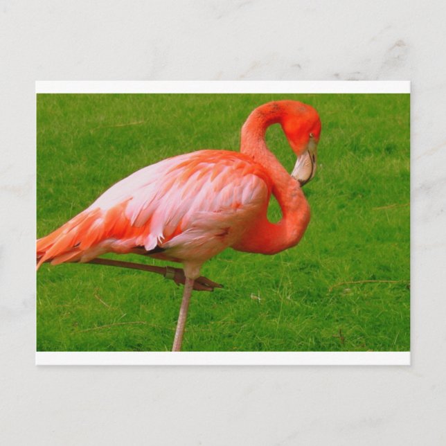 Zoo Animals Postcard (Front)