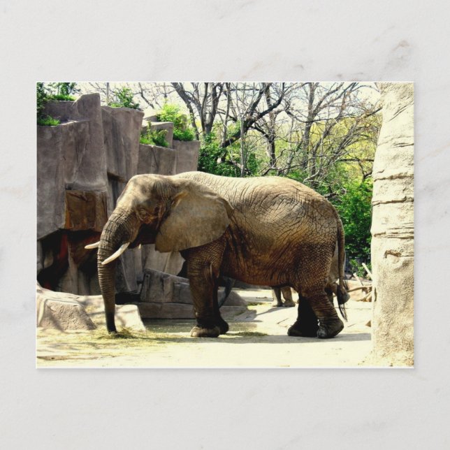 Zoo Animals Postcard (Front)