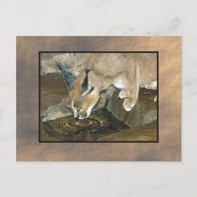 zoo lynx postcard (Front)