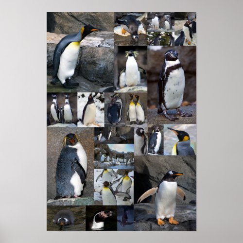 Zoo Penguins Collage Photo Poster