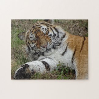 Zoo Puzzle: Beautiful Tiger