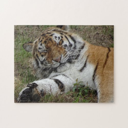 Zoo Puzzle Beautiful Tiger Jigsaw Puzzle