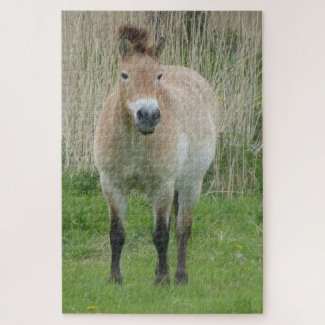 Zoo Puzzle: Cute Przewalski Horse