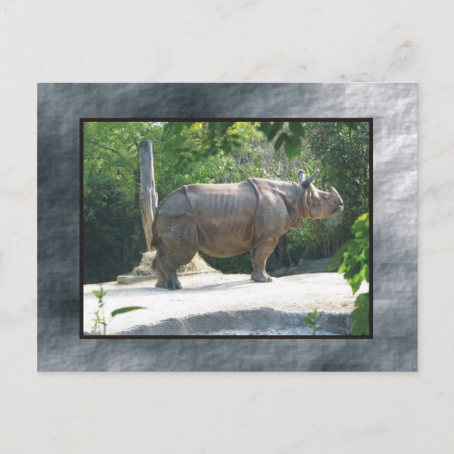 zoo rino postcard (Front)