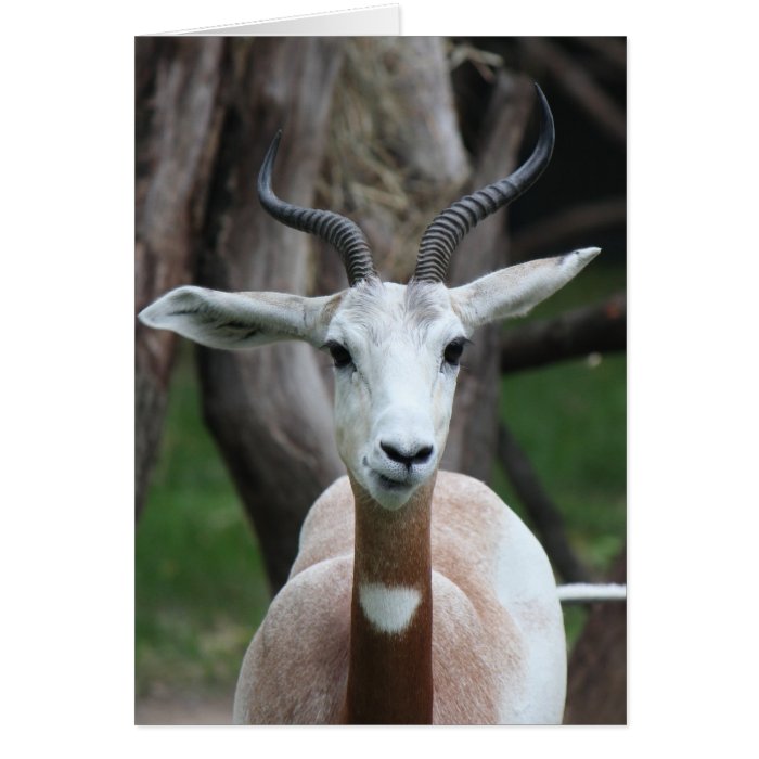 Zoo Series, Antelope with spiral antlers Greeting Card