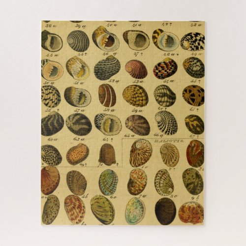 Zoological Sketch Vintage Sea Shells Jigsaw Puzzle