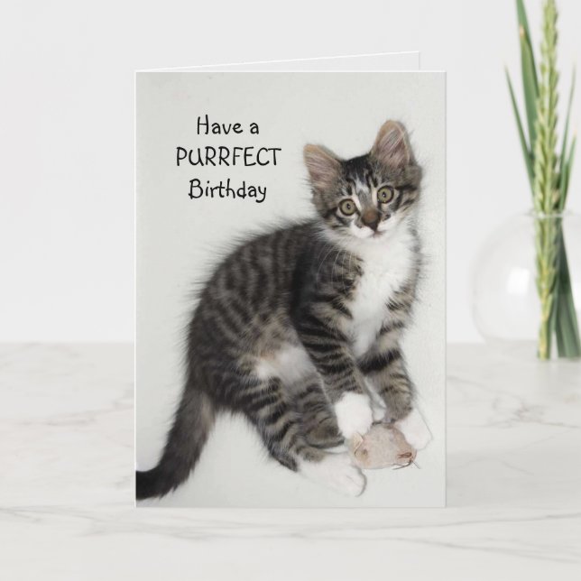 Zorro Catnip Purrfect Birthday Greeting Card (Front)