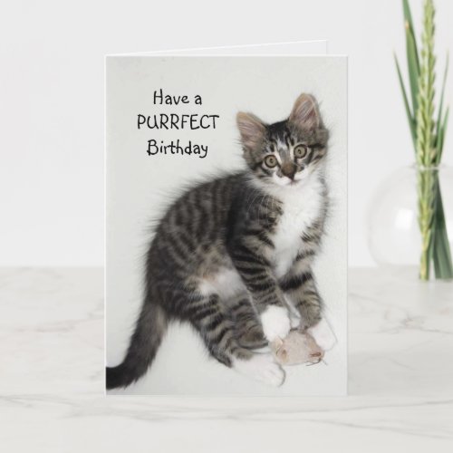 Zorro Catnip Purrfect Birthday Greeting Card