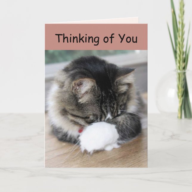 Zorro Kitty Thinking of You Card (Front)
