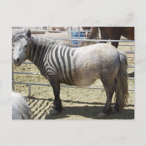 Zorse Postcard