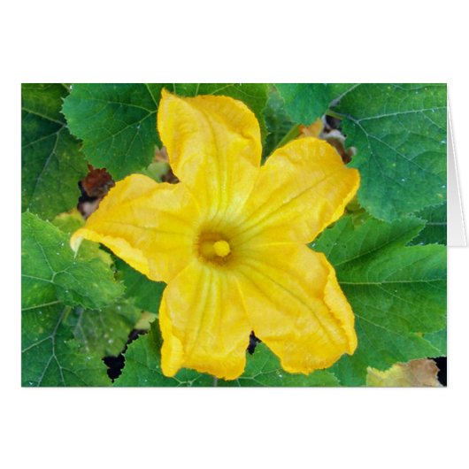 Zucchini Flower Card (Front Horizontal)