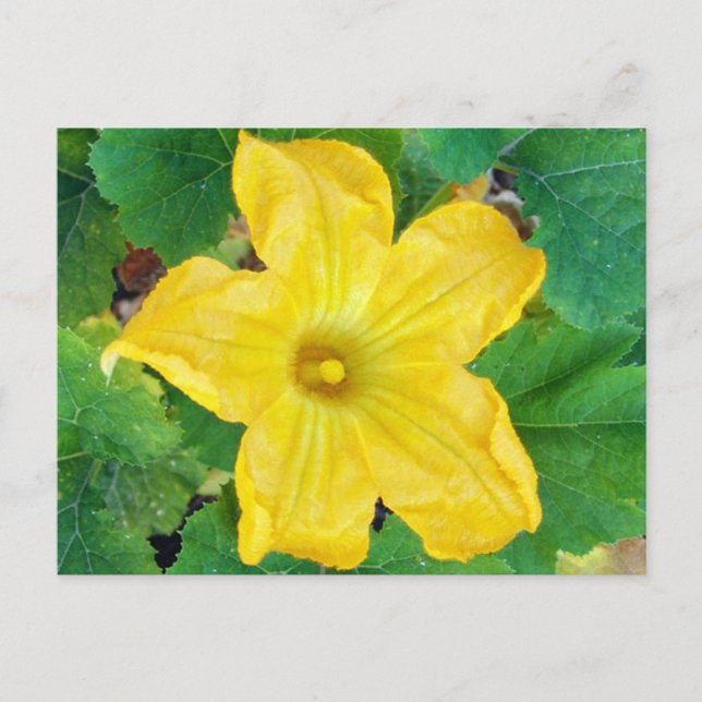 Zucchini Flower Postcard (Front)
