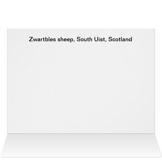 Zwartbles sheep (Inside Horizontal (Top))