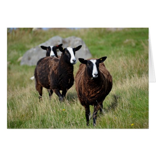 Zwartbles sheep cards (Front Horizontal)