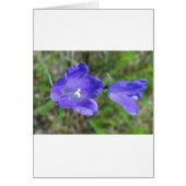 Zwei blaue Glockenblumen (Front)