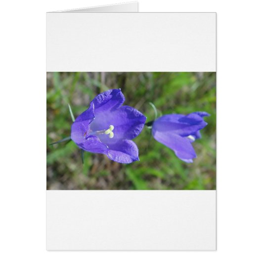 Zwei blaue Glockenblumen Cards (Front)