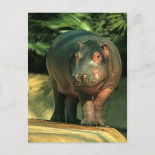 Zwergflusspferd (Choeropsis liberiensis) Postcard