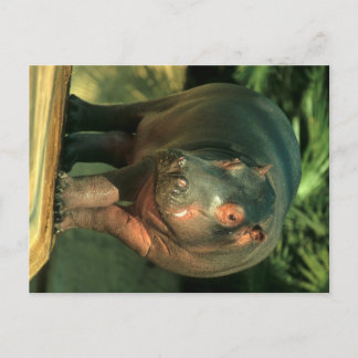 Zwergflusspferd (Choeropsis liberiensis) Postcard