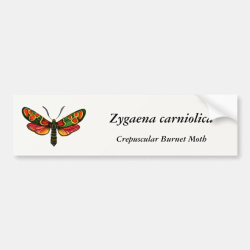 Zygaena carniolica _ The Crepuscular Burnet Moth Bumper Sticker