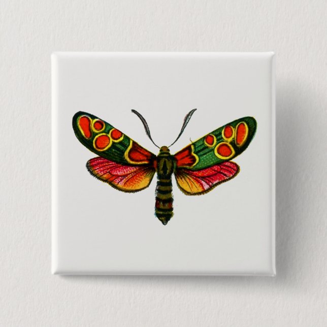 Zygaena carniolica - The Crepuscular Burnet Moth Button (Front)